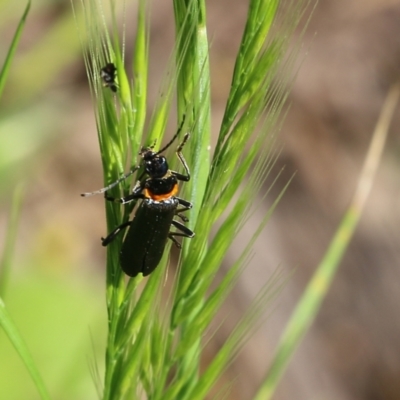 Chauliognathus lugubris (Plague Soldier Beetle) at Wodonga, VIC - 22 Oct 2022 by KylieWaldon