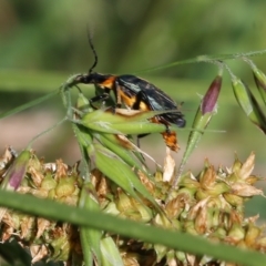 Chauliognathus lugubris at Wodonga, VIC - 23 Oct 2022