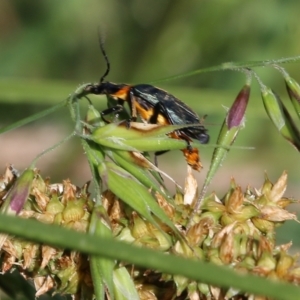 Chauliognathus lugubris at Wodonga, VIC - 23 Oct 2022