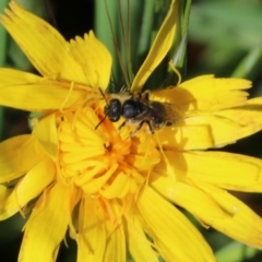 Lasioglossum sp. at Wodonga, VIC - 23 Oct 2022 by KylieWaldon
