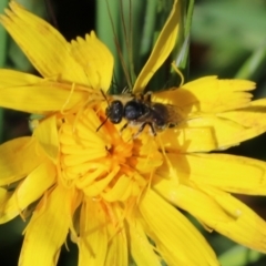 Unidentified Bee (Hymenoptera, Apiformes) at WREN Reserves - 22 Oct 2022 by KylieWaldon