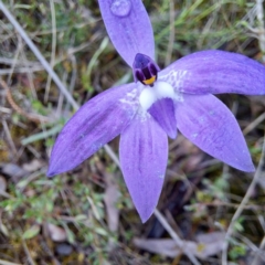 Glossodia major (Wax Lip Orchid) at Hackett, ACT - 23 Oct 2022 by abread111