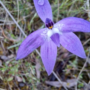 Glossodia major at Hackett, ACT - 23 Oct 2022