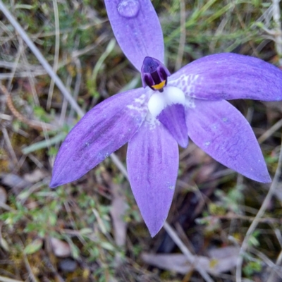 Glossodia major (Wax Lip Orchid) at Mount Majura - 23 Oct 2022 by abread111