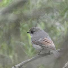 Pachycephala pectoralis (Golden Whistler) at Jerrabomberra, NSW - 23 Oct 2022 by SteveBorkowskis