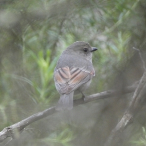 Pachycephala pectoralis at Jerrabomberra, NSW - 23 Oct 2022