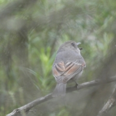 Pachycephala pectoralis at Jerrabomberra, NSW - 23 Oct 2022