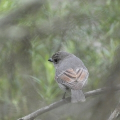 Pachycephala pectoralis at Jerrabomberra, NSW - 23 Oct 2022