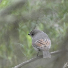 Pachycephala pectoralis at Jerrabomberra, NSW - 23 Oct 2022