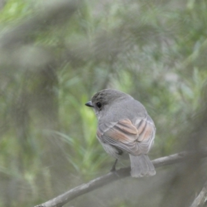 Pachycephala pectoralis at Jerrabomberra, NSW - 23 Oct 2022