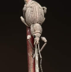 Merimnetes oblongus (Radiata pine shoot weevil) at Black Mountain - 23 Oct 2022 by amiessmacro