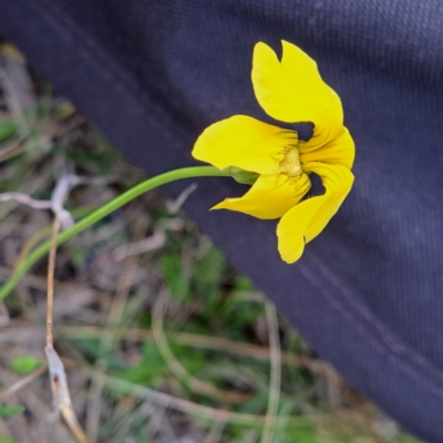 Goodenia pinnatifida (Scrambled Eggs) at Mount Majura - 23 Oct 2022 by abread111