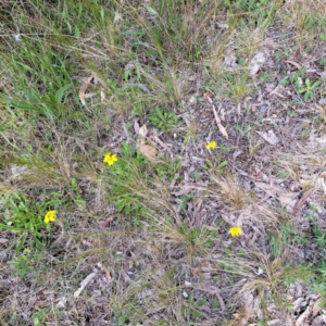 Goodenia pinnatifida at Hackett, ACT - 23 Oct 2022