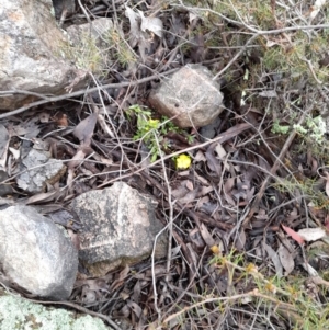 Hibbertia obtusifolia at Coree, ACT - 23 Oct 2022 12:42 PM