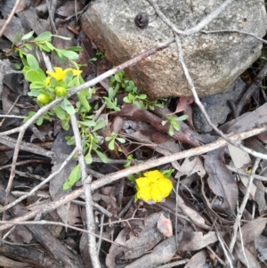 Hibbertia obtusifolia at Coree, ACT - 23 Oct 2022