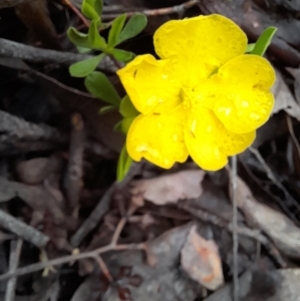 Hibbertia obtusifolia at Coree, ACT - 23 Oct 2022