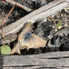 Lampides boeticus (Long-tailed Pea-blue) at Namadgi National Park - 19 Oct 2022 by Pirom