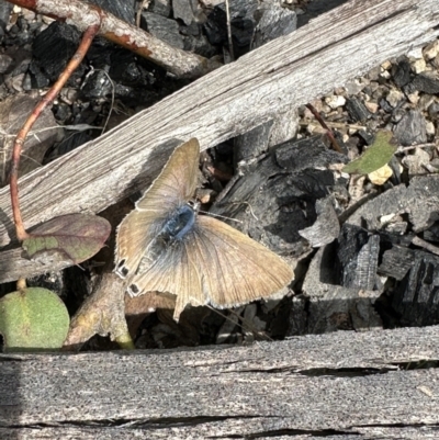 Lampides boeticus (Long-tailed Pea-blue) at Tennent, ACT - 19 Oct 2022 by Pirom