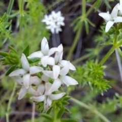 Asperula conferta (Common Woodruff) at Hackett, ACT - 23 Oct 2022 by abread111