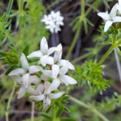 Asperula conferta (Common Woodruff) at Mount Majura - 23 Oct 2022 by abread111