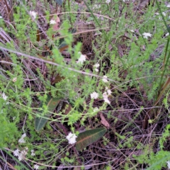 Asperula conferta at Hackett, ACT - 23 Oct 2022 06:17 PM