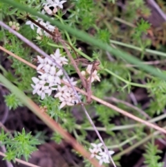 Asperula conferta at Hackett, ACT - 23 Oct 2022