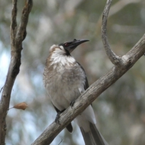 Philemon corniculatus at Jerrabomberra, NSW - 23 Oct 2022