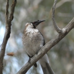 Philemon corniculatus (Noisy Friarbird) at Mount Jerrabomberra  - 23 Oct 2022 by Steve_Bok