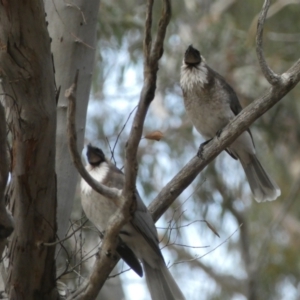 Philemon corniculatus at Jerrabomberra, NSW - 23 Oct 2022 06:45 PM