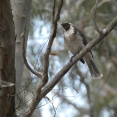 Philemon corniculatus at Jerrabomberra, NSW - 23 Oct 2022 06:45 PM