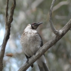 Philemon corniculatus at Jerrabomberra, NSW - 23 Oct 2022 06:45 PM