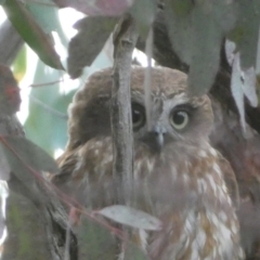 Ninox boobook (Southern Boobook) at QPRC LGA - 23 Oct 2022 by Steve_Bok