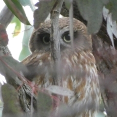 Ninox boobook at Jerrabomberra, NSW - 23 Oct 2022 06:33 PM