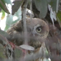 Ninox boobook at Jerrabomberra, NSW - 23 Oct 2022 06:33 PM