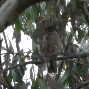 Ninox boobook at Jerrabomberra, NSW - 23 Oct 2022 06:33 PM