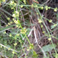 Galium gaudichaudii subsp. gaudichaudii (Rough Bedstraw) at Mount Majura - 23 Oct 2022 by abread111