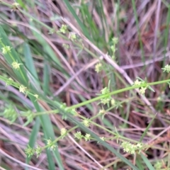 Galium gaudichaudii subsp. gaudichaudii at Hackett, ACT - 23 Oct 2022 05:37 PM