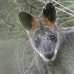 Wallabia bicolor (Swamp Wallaby) at QPRC LGA - 23 Oct 2022 by Steve_Bok