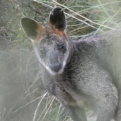 Wallabia bicolor at Jerrabomberra, NSW - 23 Oct 2022
