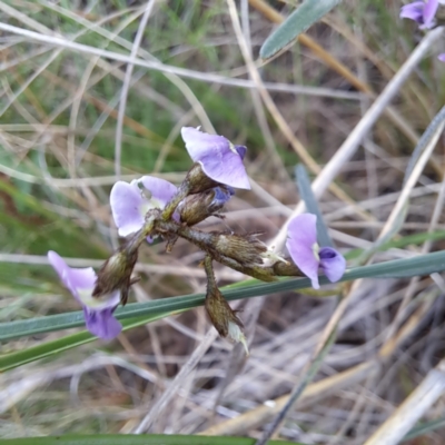 Glycine clandestina (Twining Glycine) at Hackett, ACT - 23 Oct 2022 by abread111