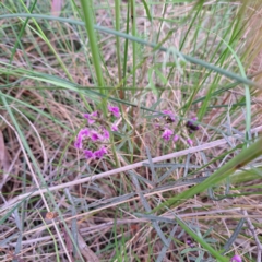 Glycine clandestina at Hackett, ACT - 23 Oct 2022 05:39 PM