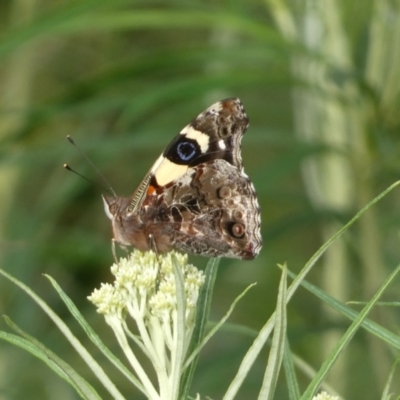 Vanessa itea (Yellow Admiral) at Mount Jerrabomberra QP - 23 Oct 2022 by Steve_Bok