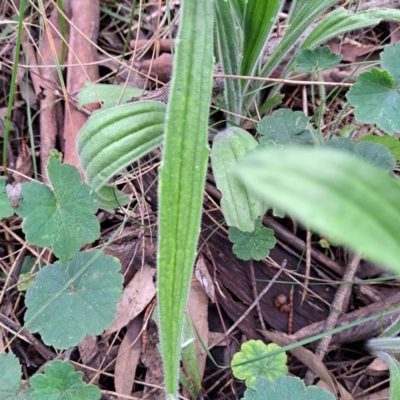 Plantago varia (Native Plaintain) at Mount Majura - 23 Oct 2022 by abread111