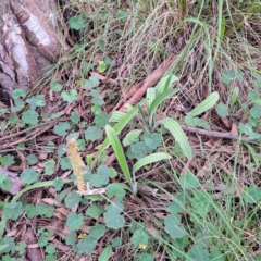 Plantago varia at Hackett, ACT - 23 Oct 2022