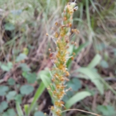 Plantago varia at Hackett, ACT - 23 Oct 2022