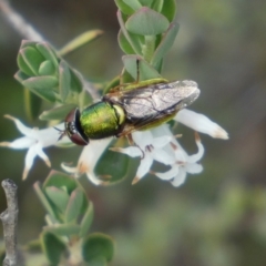 Odontomyia decipiens (Green Soldier Fly) at Jerrabomberra, NSW - 23 Oct 2022 by Steve_Bok