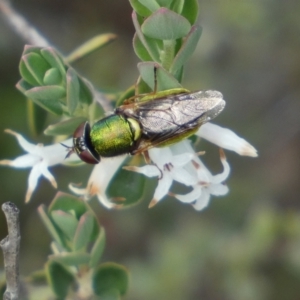 Odontomyia decipiens at Jerrabomberra, NSW - 23 Oct 2022