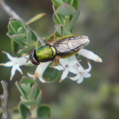 Odontomyia decipiens (Green Soldier Fly) at Mount Jerrabomberra QP - 23 Oct 2022 by Steve_Bok
