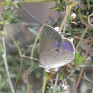 Erina hyacinthina at Jerrabomberra, NSW - 23 Oct 2022