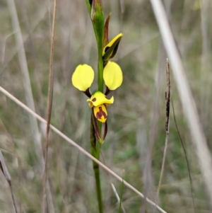 Diuris sulphurea at Lake George, NSW - 23 Oct 2022